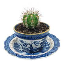 Load image into Gallery viewer, China Potted Cactus
