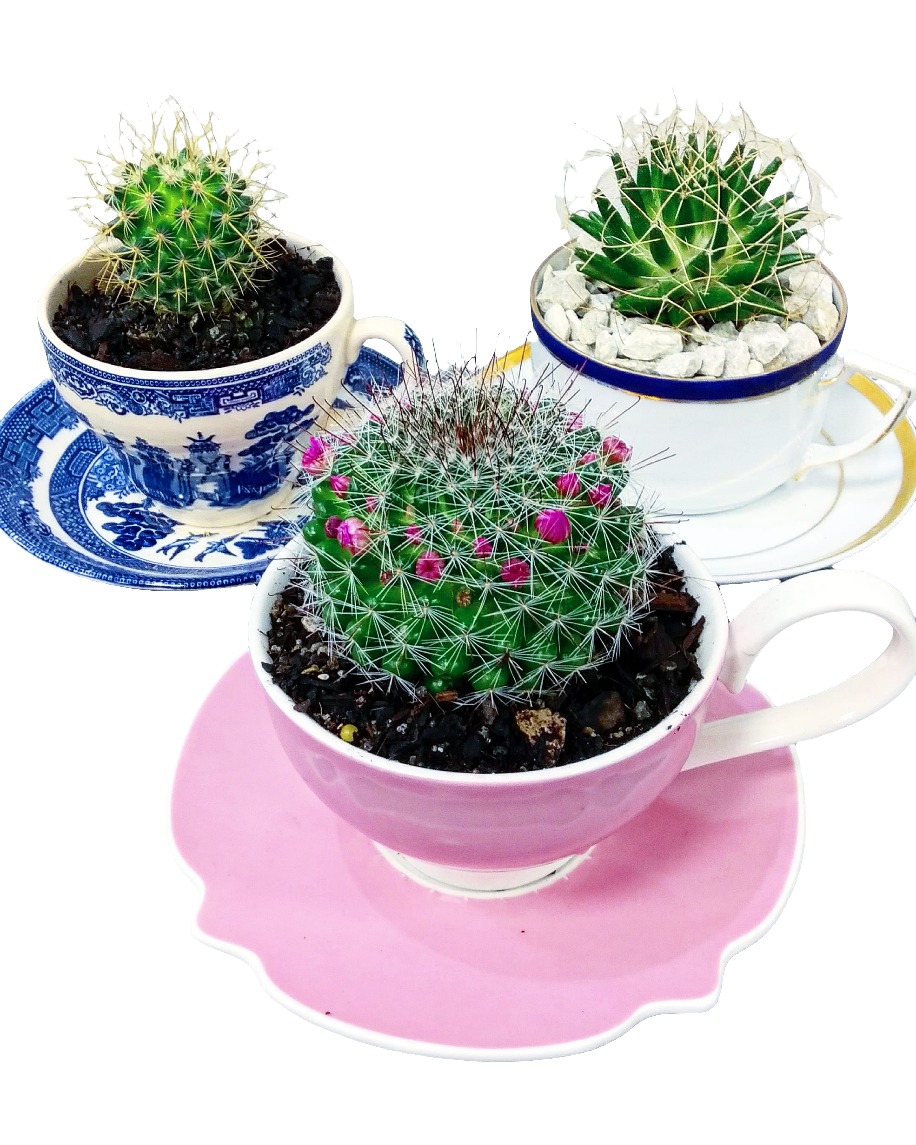 China Potted Cactus