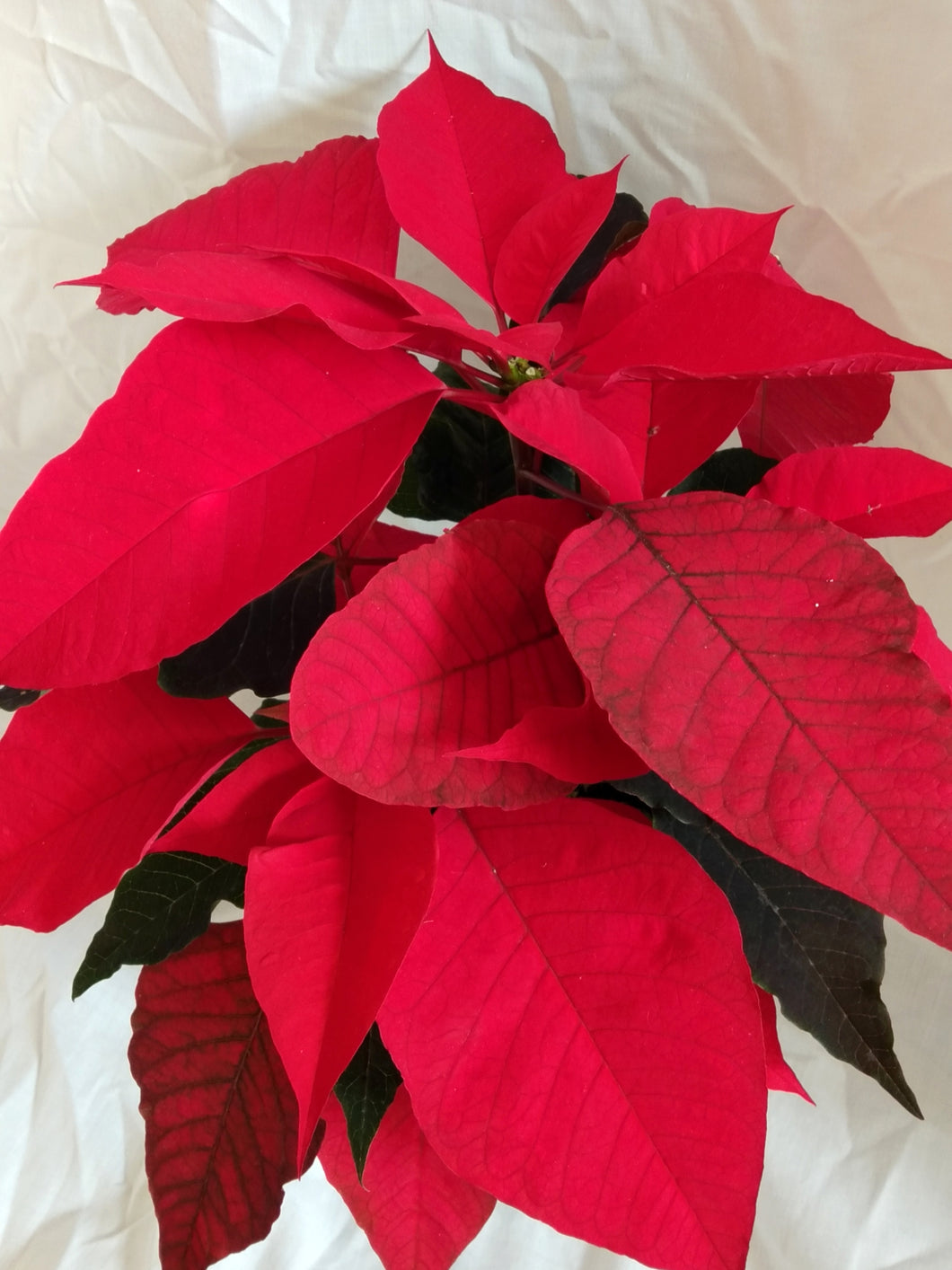 Poinsettia